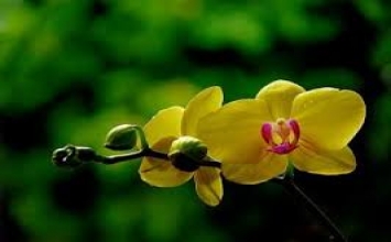 Hãy cho cây cỏ dại thời gian để nở hoa